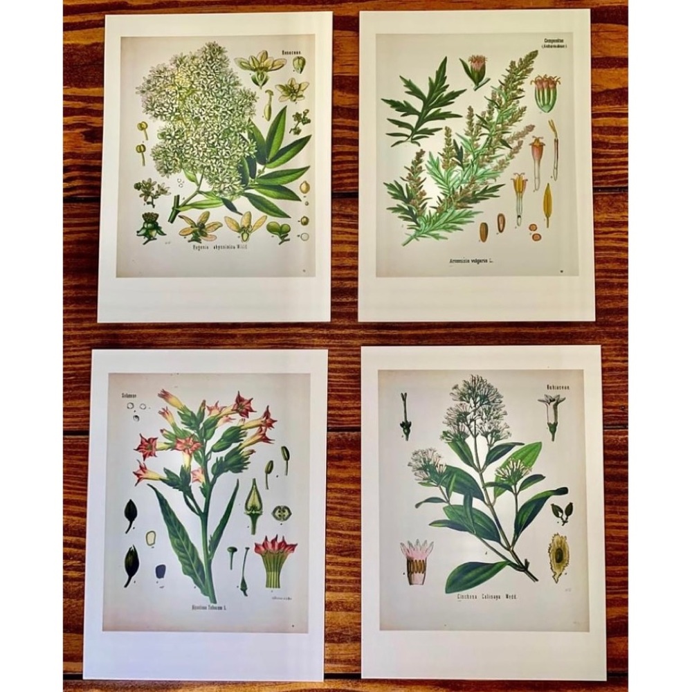 Four Vintage Floral Botanical Prints (5.5x7.5)